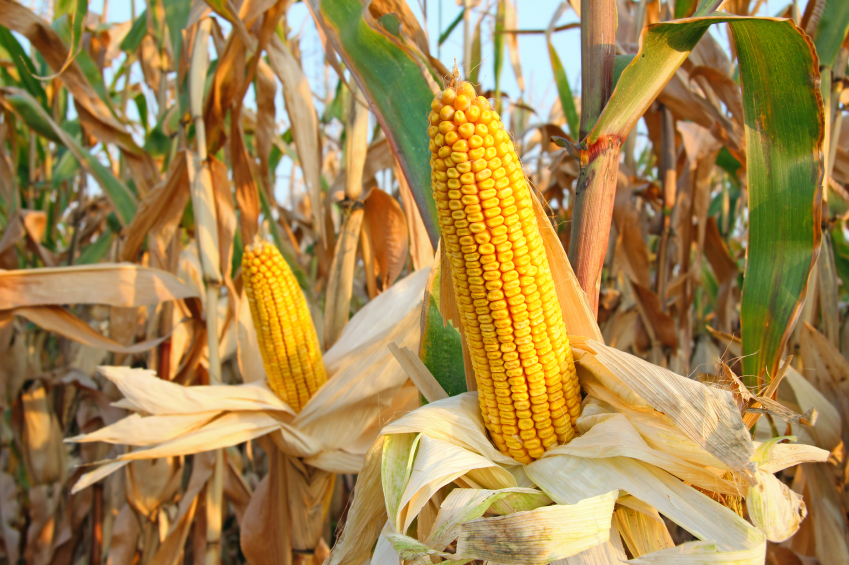 Corn Dry Down Rates – Questions Answered!